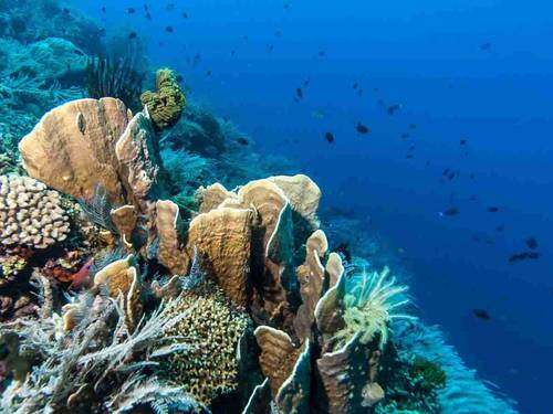 Two Fish Divers Bunaken