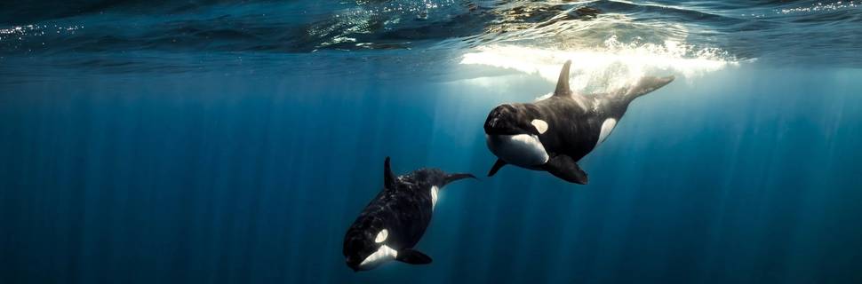 La Ventana Dive Center