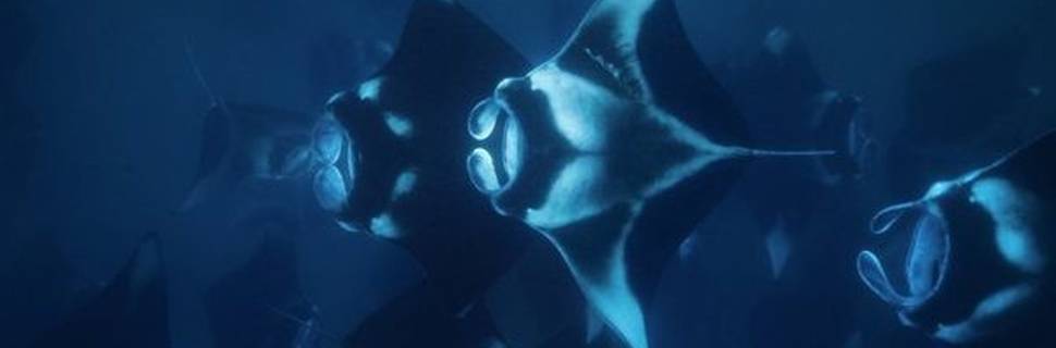 Manta Nomad Divers