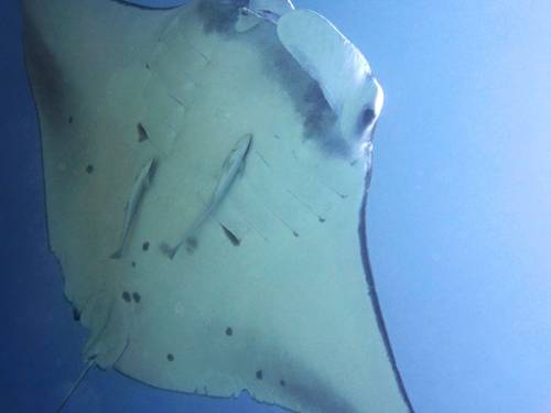 Dive Sibaltan