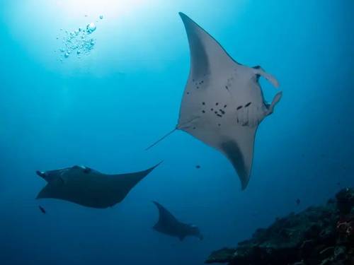 Sub Oceanic Maldives - Dive Center at Hilton Maldives Amingiri Resort & Spa