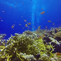 Freedom Divers Safaga - Dive Center
