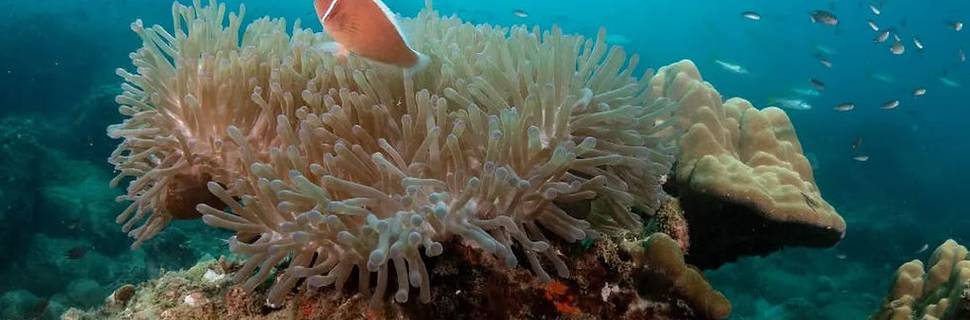 The Dearly Dive Koh Tao – PADI 5 Star Dive Resort & Scuba School