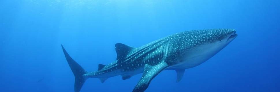 LUX* South Ari Atoll | Dive Centre