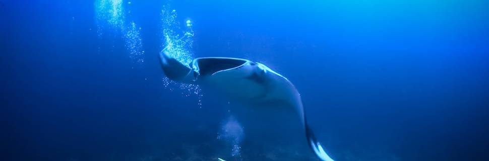 ANDAMAN SCUBA DIVING CENTRE: Similan Liveaboards Thailand & Myanmar