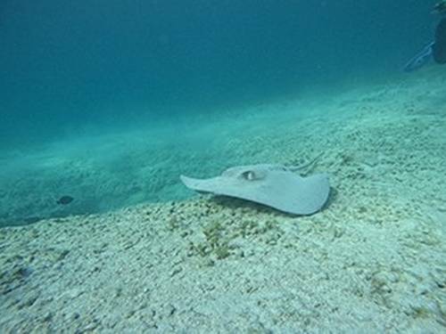 Total Snorkel Cancun