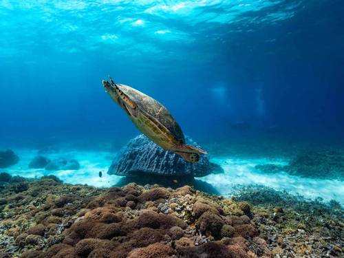 Manta Dive Gili Trawangan
