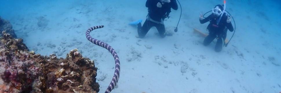 DIVING SCHOOL ATSUMARU