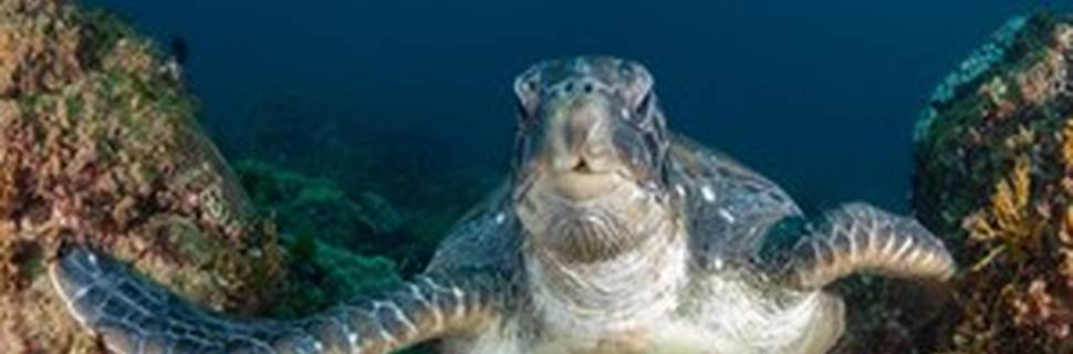Kirra Dive 'On the Tweed'