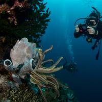 Quo Vadis Dive Resort