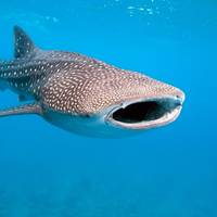 Whale Shark Diving