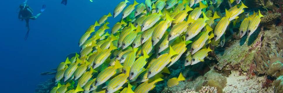 Deep Blue Divers Laamu
