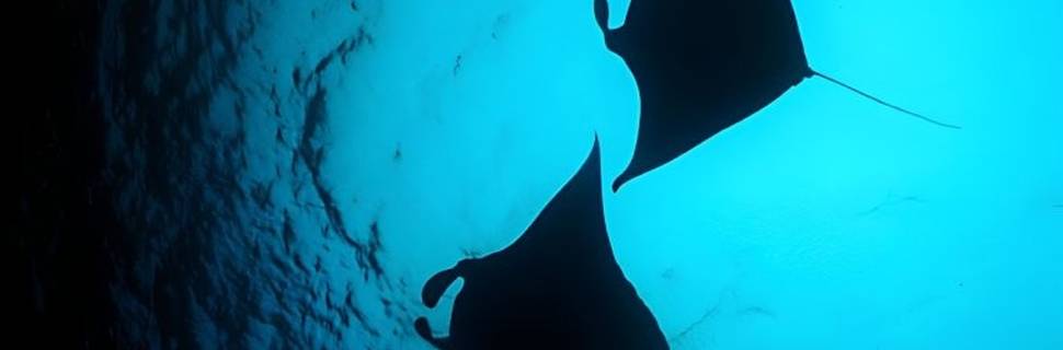 Manta Divers - Maldives