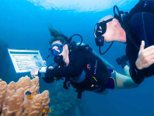 Roctopus™ | Koh Tao Diving Center