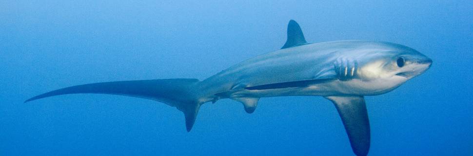 Thresher Shark Divers