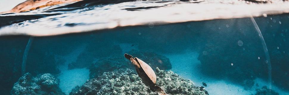 Maui Dive Shop