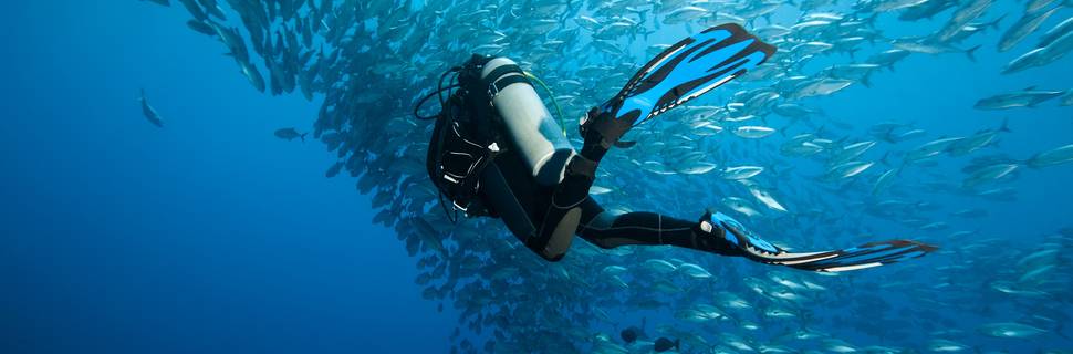 Seal Diving