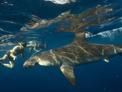 Cabo Shark Dive