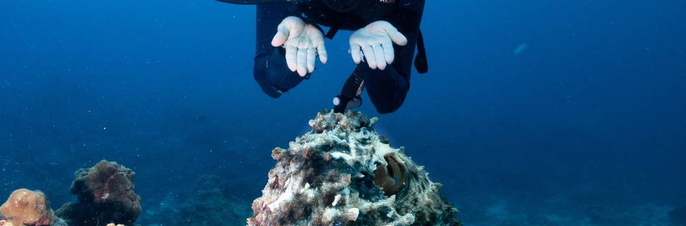 Princess Divers - Scuba Diving Phi Phi Island