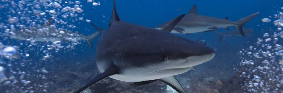 Sun Divers Roatan