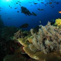 Legend Diving Lembongan