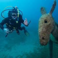 Donkey Divers Limited