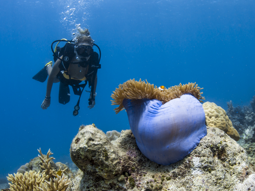 Bawah Reserve Dive Centre