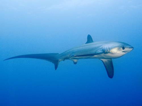 Thresher Shark Divers