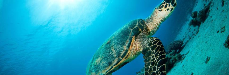Red Sea Tribe - Dahab