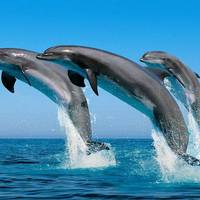 Ocean Dive