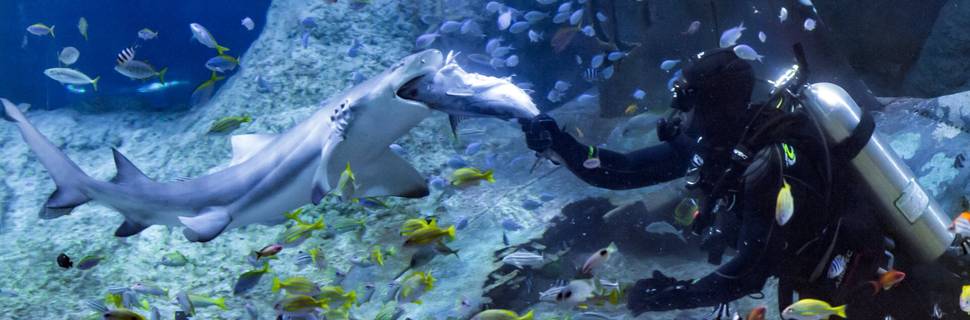 Aquarium Shark Dive