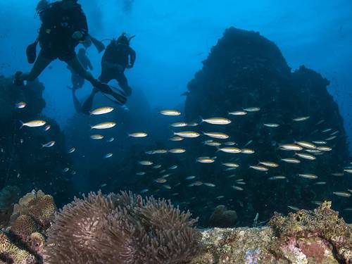 Simple Life Divers