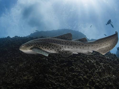 Wolf Rock Dive Centre