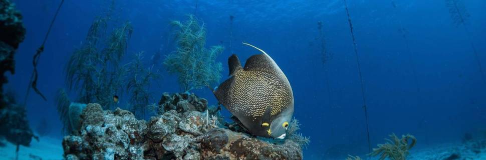 Roatan Divers