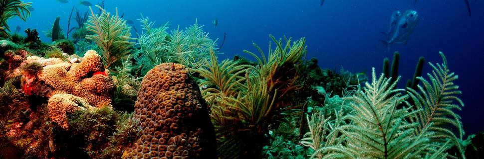 Panama Divers Inc.