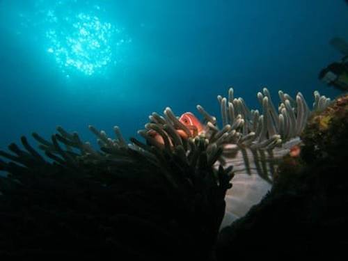 Ocean Villa Dive Resort