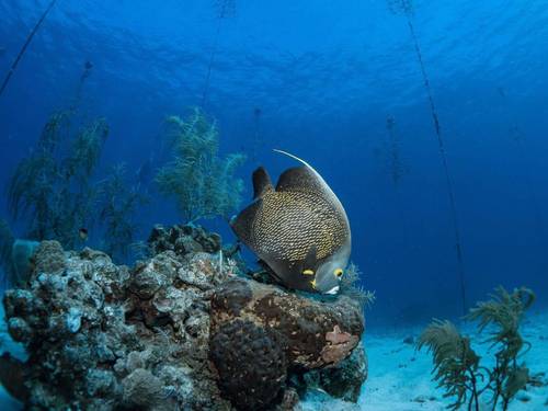 Roatan Divers