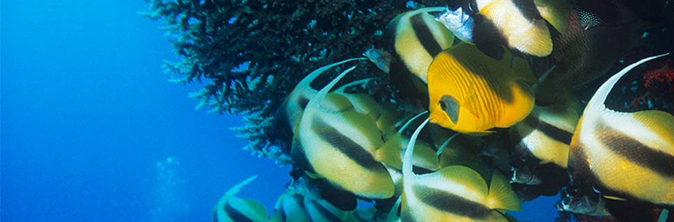 Scuba Leader
