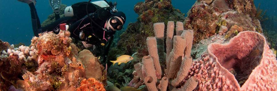 Dive Paradise