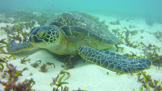 Turtle Dive Center