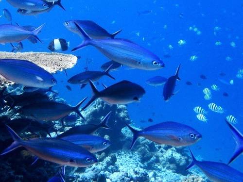 Dive Kuda Fushi