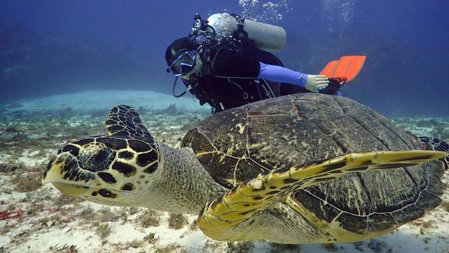 Jungle Divers