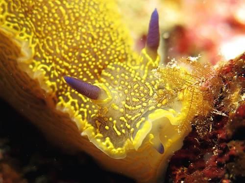 Moby Diving