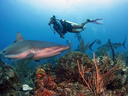 Chub Cay Divers Ltd