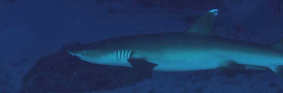 Apex Dive Rasdhoo
