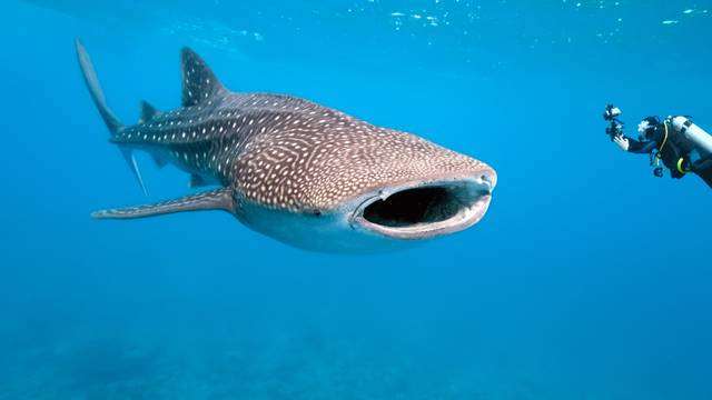 Whale Shark Diving