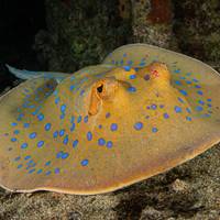 Motif Dive Center