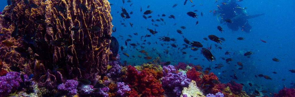 Sharkey Scuba Ltd. Part.