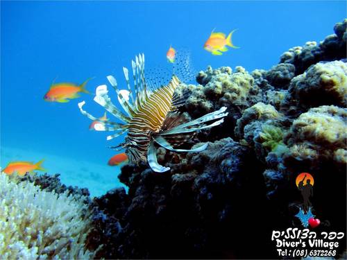 Diving Club - Divers Village