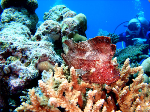 Dive Desk